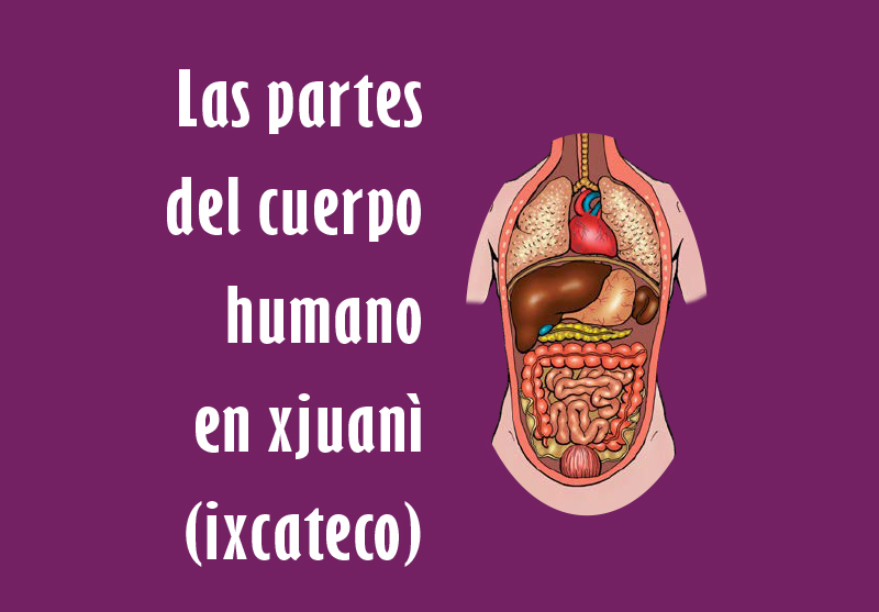 Partes del cuerpo humano en xjuani (ixcateco)